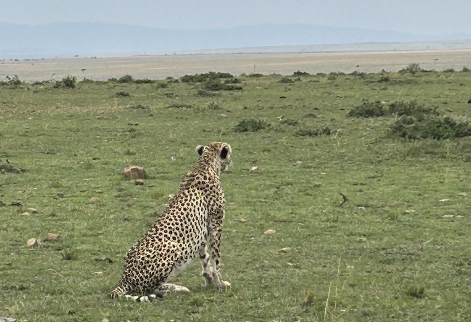 A cheetah sitting in a grassy field