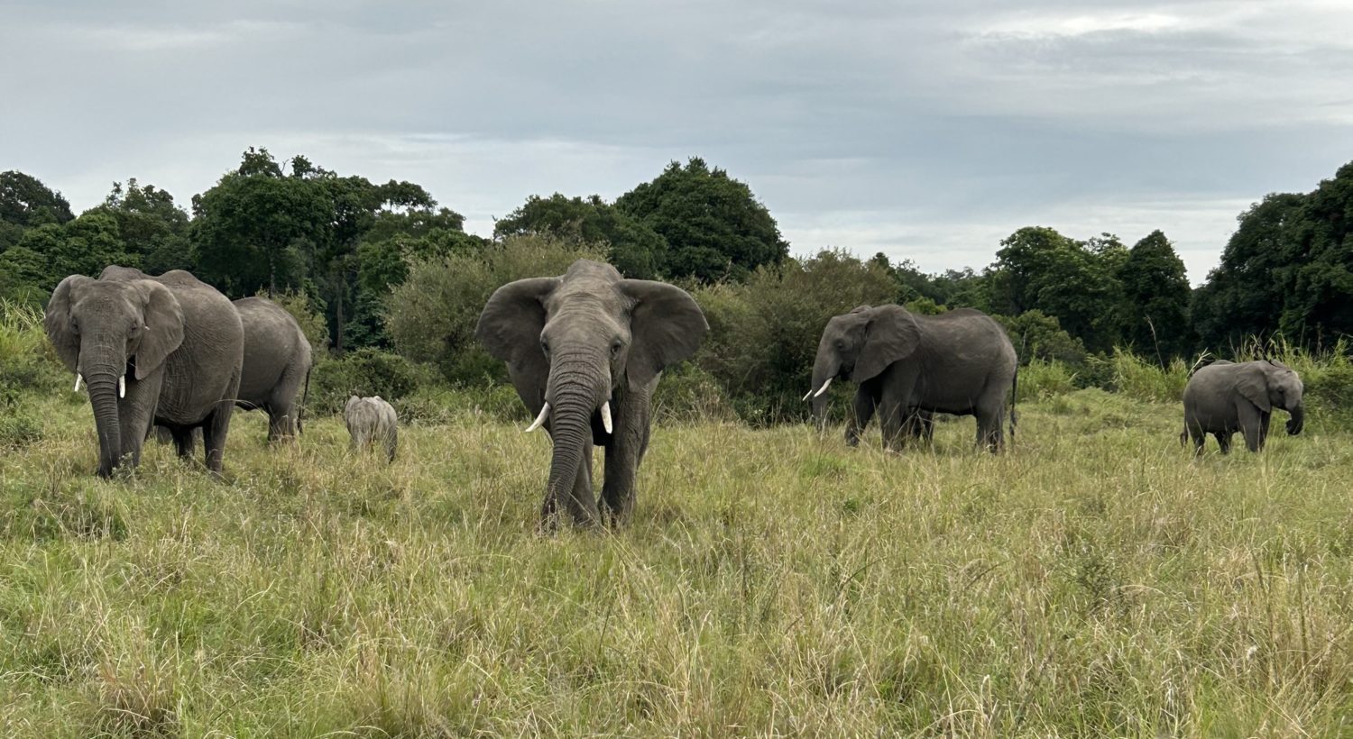 A herd of elephants walking across a lush green field