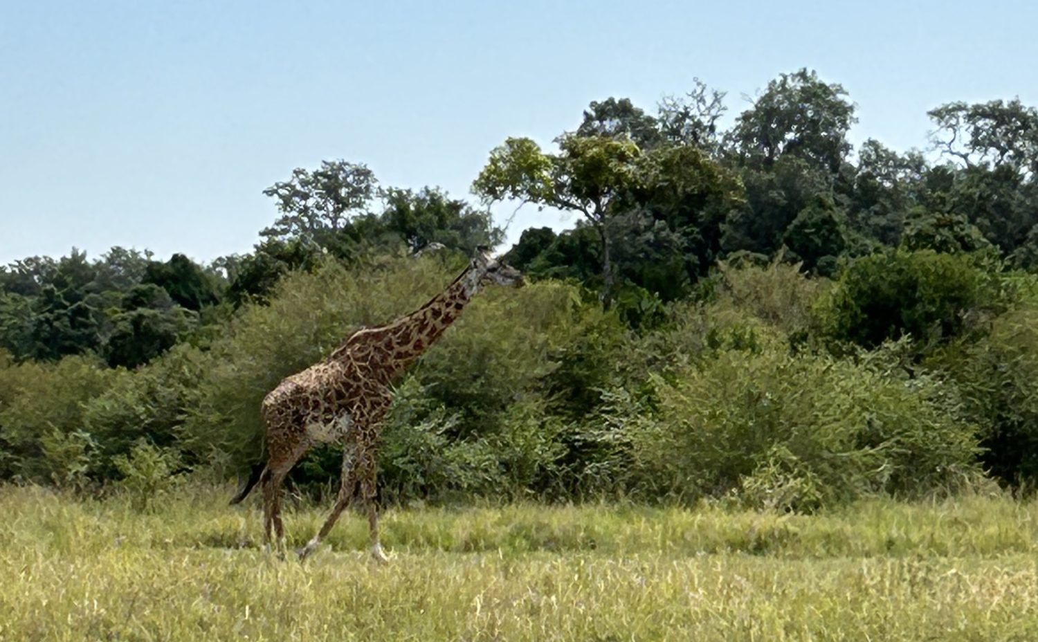 A group of giraffe standing on top of a lush green field