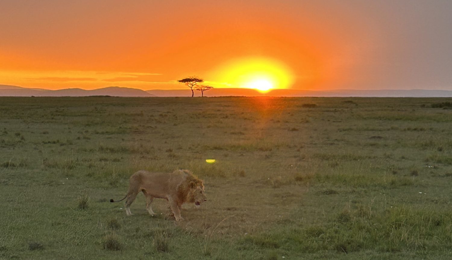 A lion walking across a grass-covered field
